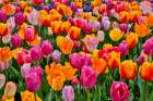 USA, Washington State. Skagit Valley, tulips blooming in garden Art Print
